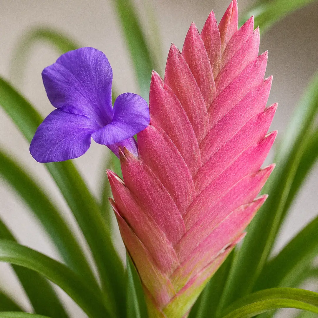A macro close-up of a Pink Quill Plant bract showing the flat overlapping rose-pink scales stacked like a paddle, with a single deep violet three-petalled flower opening from between them