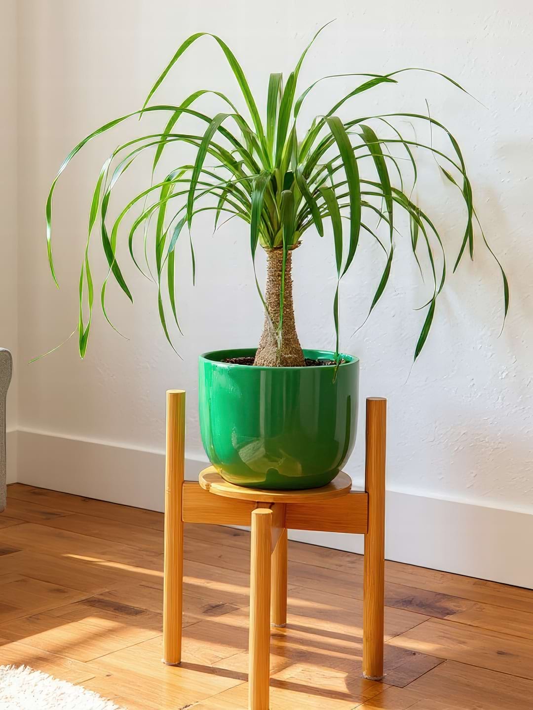 A healthy Ponytail Palm in a bright green pot, elevated on a wooden plant stand in a sunny room.