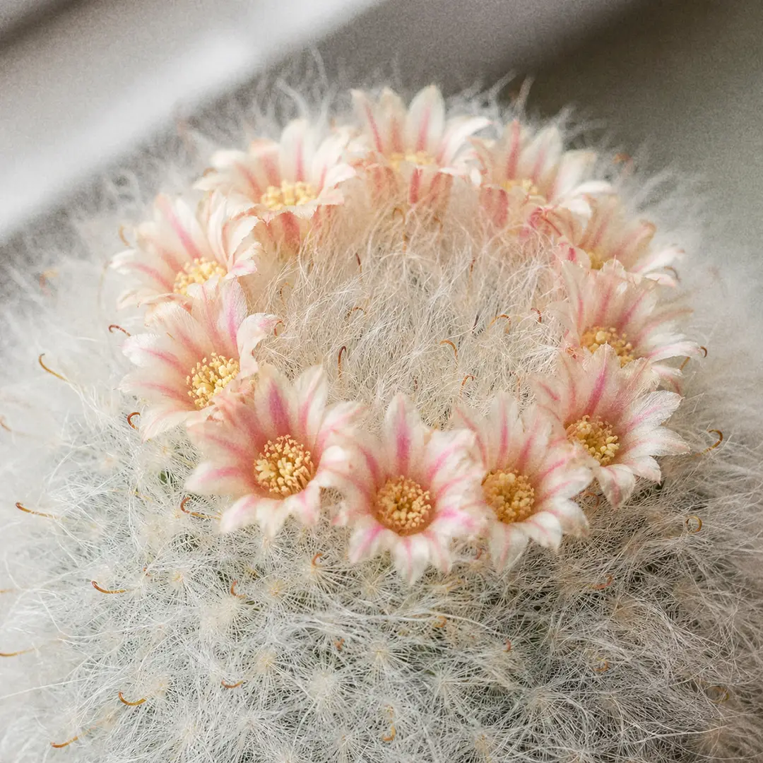 A macro close-up of a Powder Puff Cactus in full bloom, showing a perfect ring of small cream-and-pink funnel-shaped flowers crowning a wooly white globe, sharp focus on the open petals with the dense white hair coat softly out of focus around them