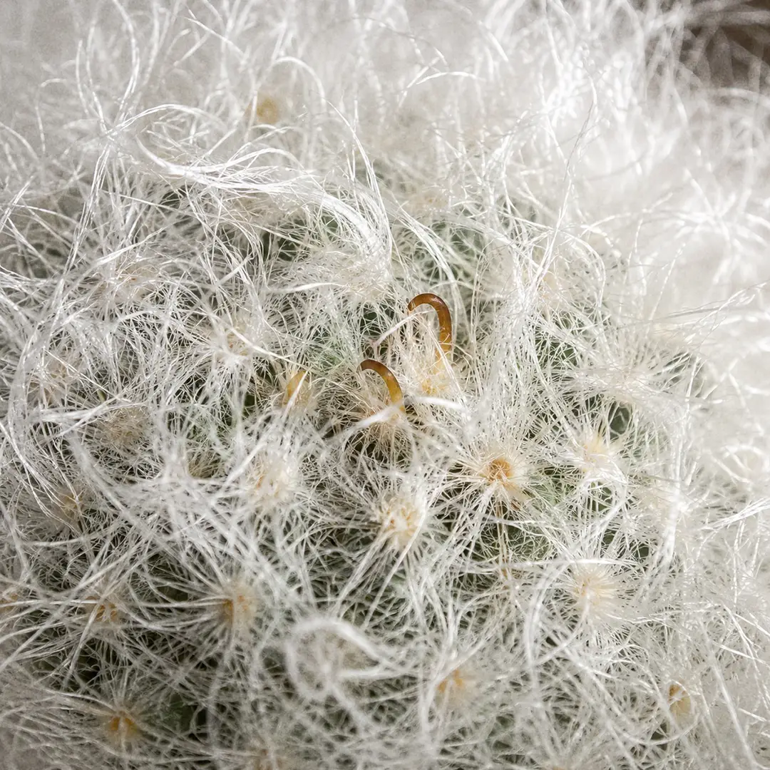 A macro close-up of the dense white wool-like spine coat of a Powder Puff Cactus, sharp focus on the soft hair-like radial spines with one tiny hooked amber central spine just visible underneath, showing the layered texture of the powder-puff body