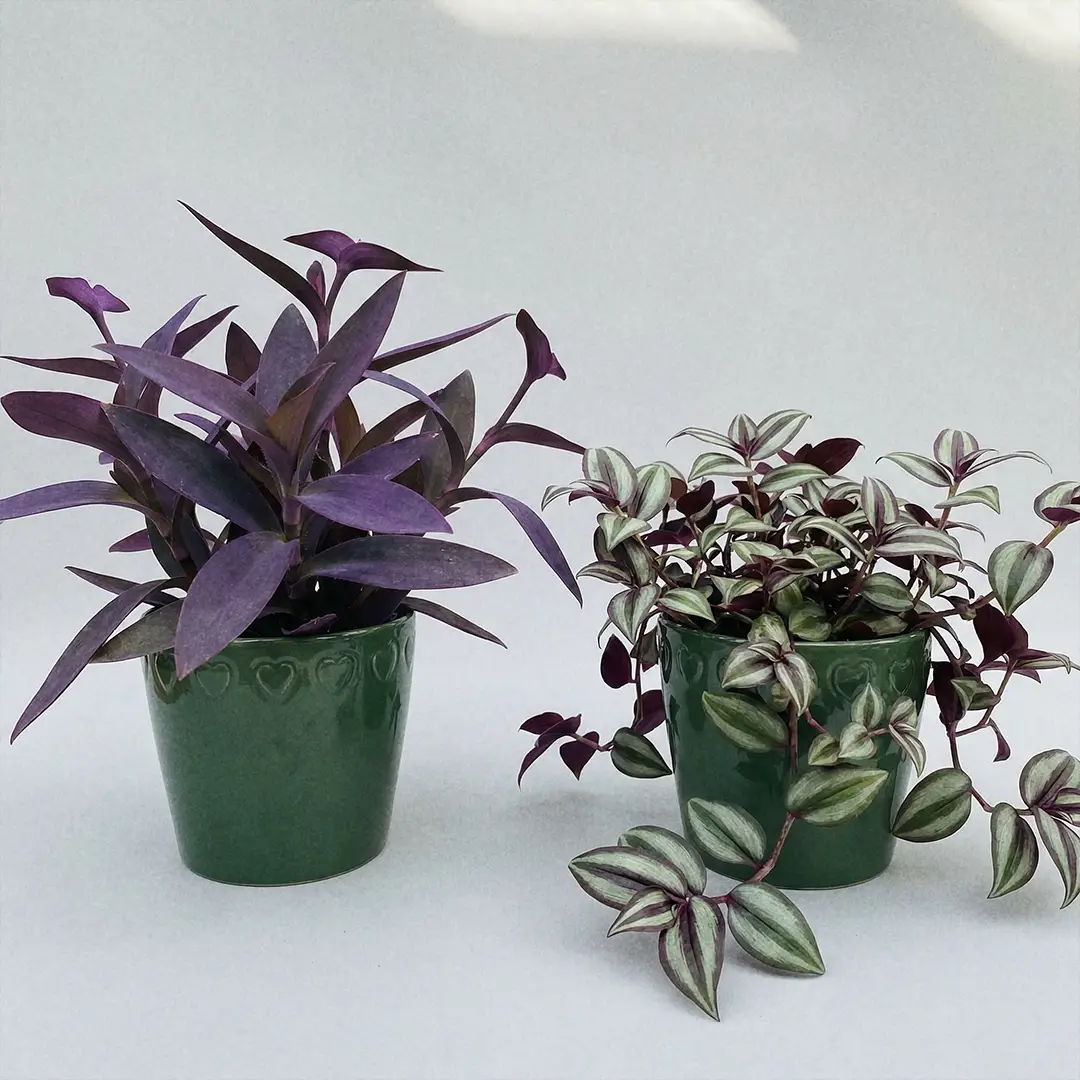 Side-by-side comparison of Purple Heart with large solid-purple leaves and Wandering Dude with smaller striped silver-green leaves and purple undersides, both in green pots with a heart motif.