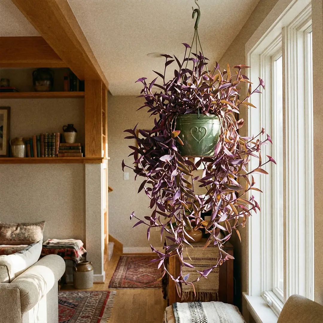 A lush Purple Heart plant cascading from a hanging basket near a bright window in a warm living room, its deep purple leaves catching the light against a neutral wall.
