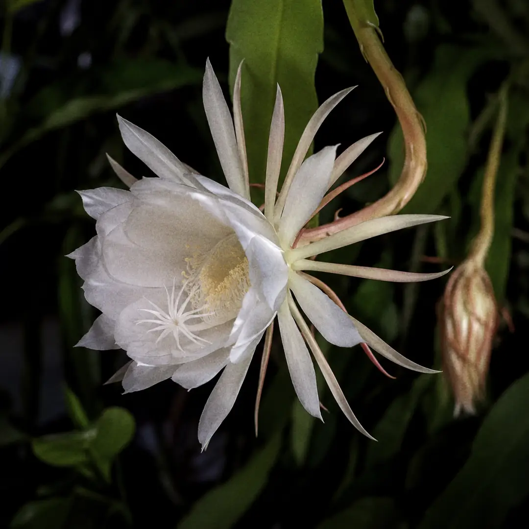 A single enormous pure white Queen of the Night flower fully open at night, with slender cream and pale yellow outer petals and a sweet glowing center