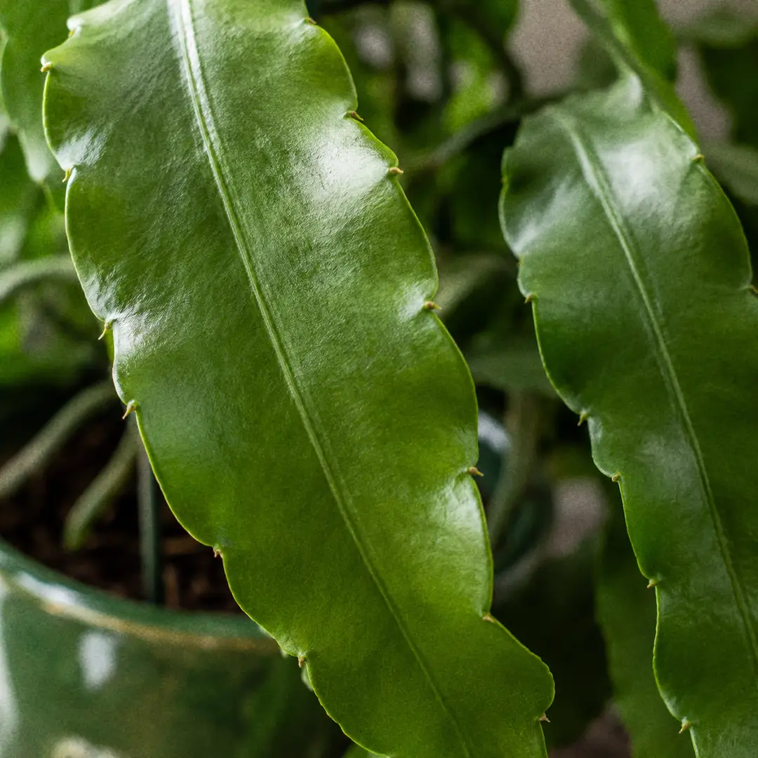A macro close-up of the flat, leaf-like notched green stems of a Queen of the Night cactus, showing the scalloped margins where flower buds emerge