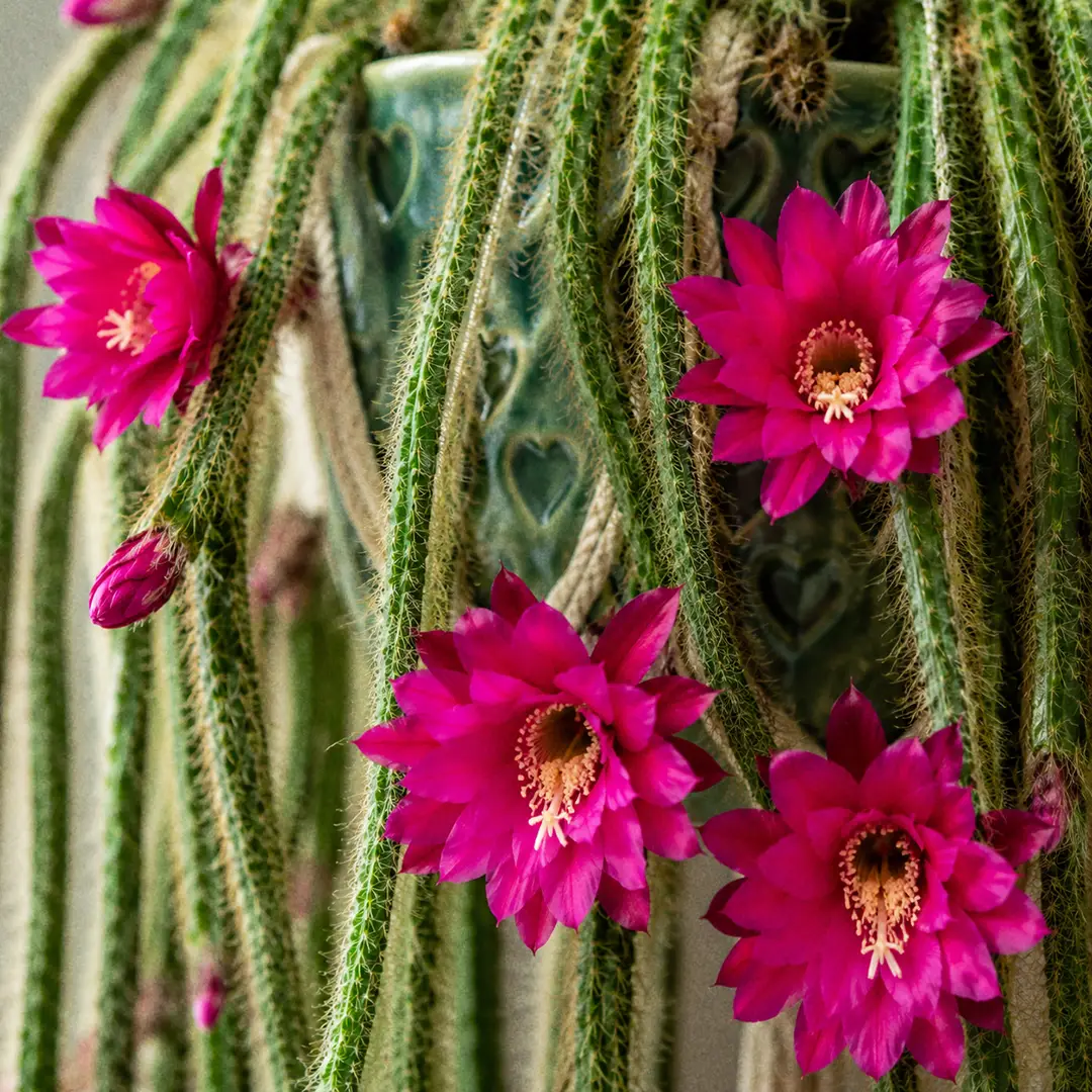 A close-up of the bright magenta tubular flowers of a Rat Tail Cactus opening along the bristly green stems