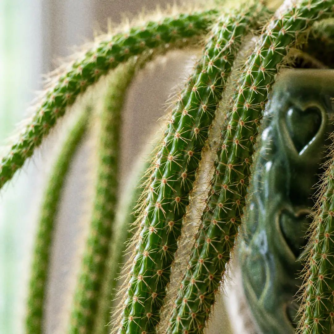 A macro close-up of the cylindrical bristly stems of a Rat Tail Cactus showing the fine reddish spines along each green tail