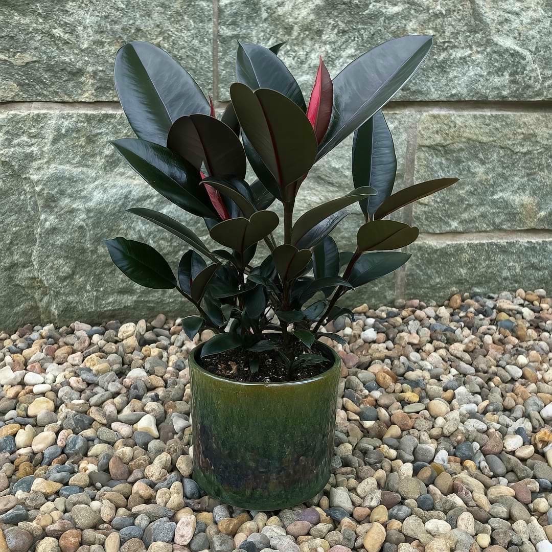 A Ficus elastica 'Burgundy' plant, showing its deep, almost black, glossy leaves.