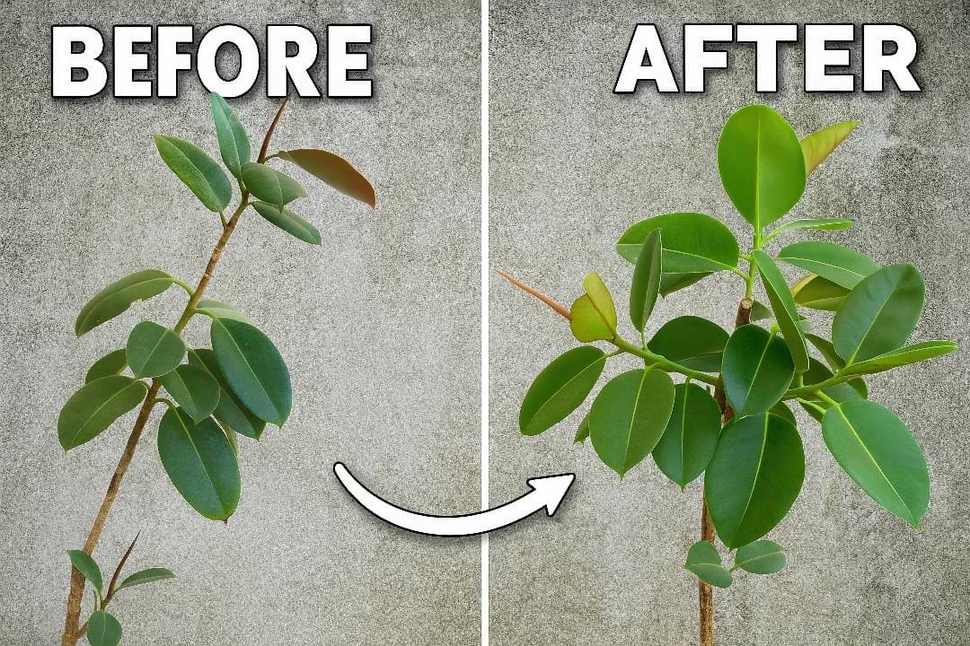 A hand wearing a glove prunes a Rubber Plant stem, showing the milky white sap dripping from the cut.