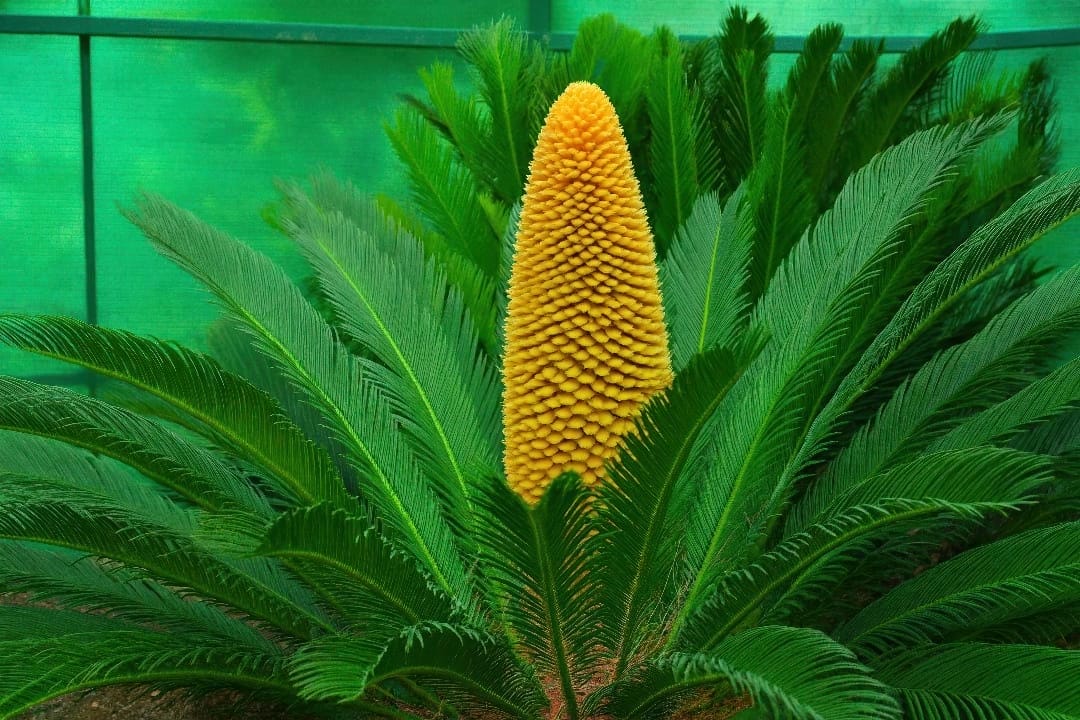 A rare photograph of a mature Sago Palm with its large, golden-yellow male cone.