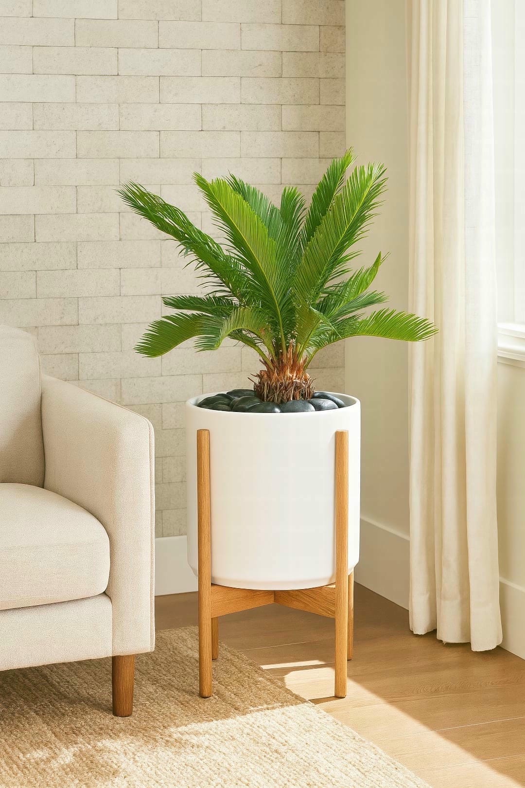 A medium-sized Sago Palm on a wooden plant stand, used as a statement piece.