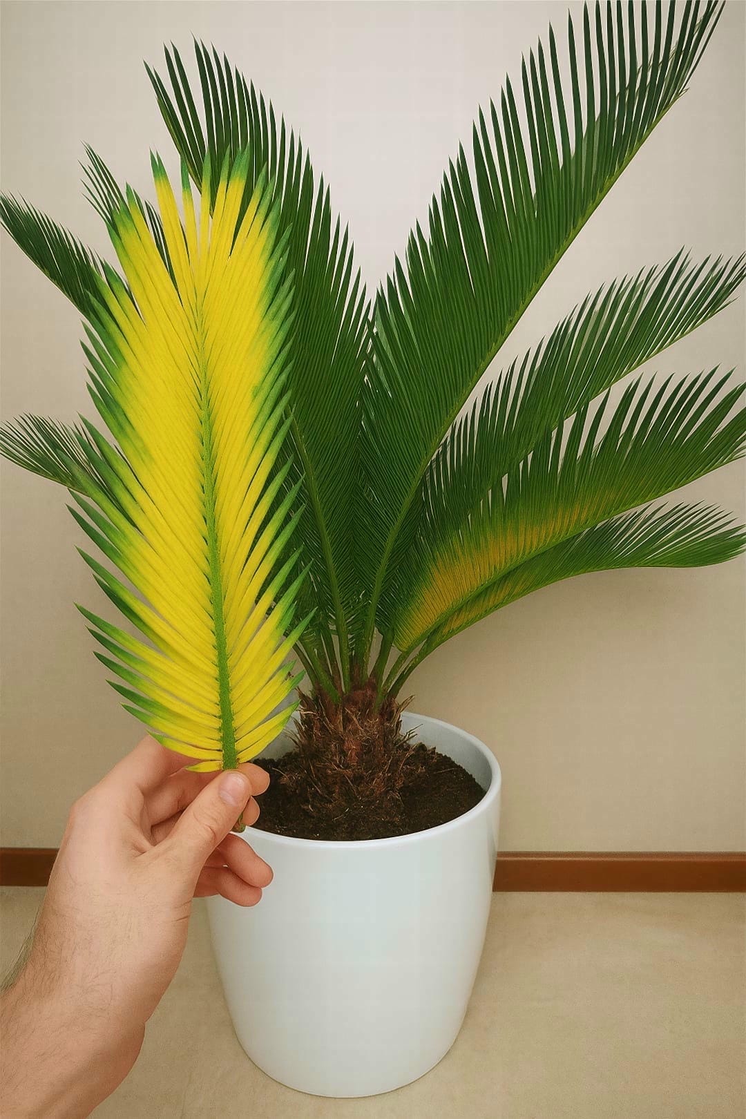 A Sago Palm with several lower fronds turning a distinct, uniform yellow.