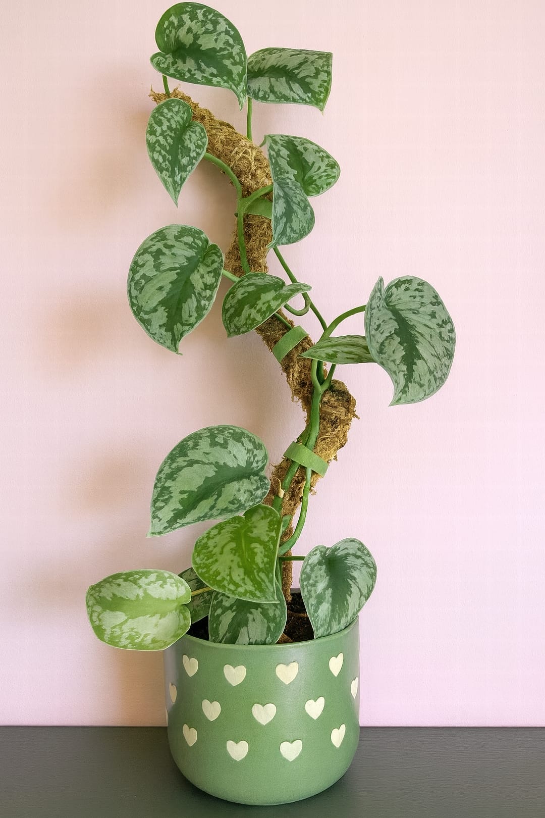 A mature Satin Pothos with large leaves climbing up a moss pole