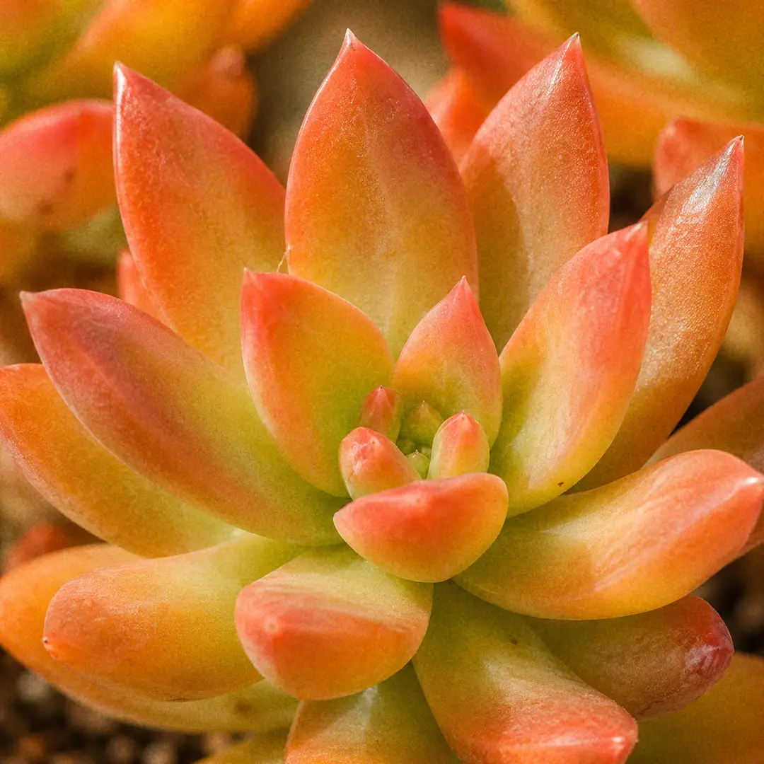 Macro close-up of a single Sedum adolphii rosette showing plump pointed keel-shaped leaves that shade from yellow-green at the base to bright orange and coral at the tips, with a faint pale waxy bloom on the surface