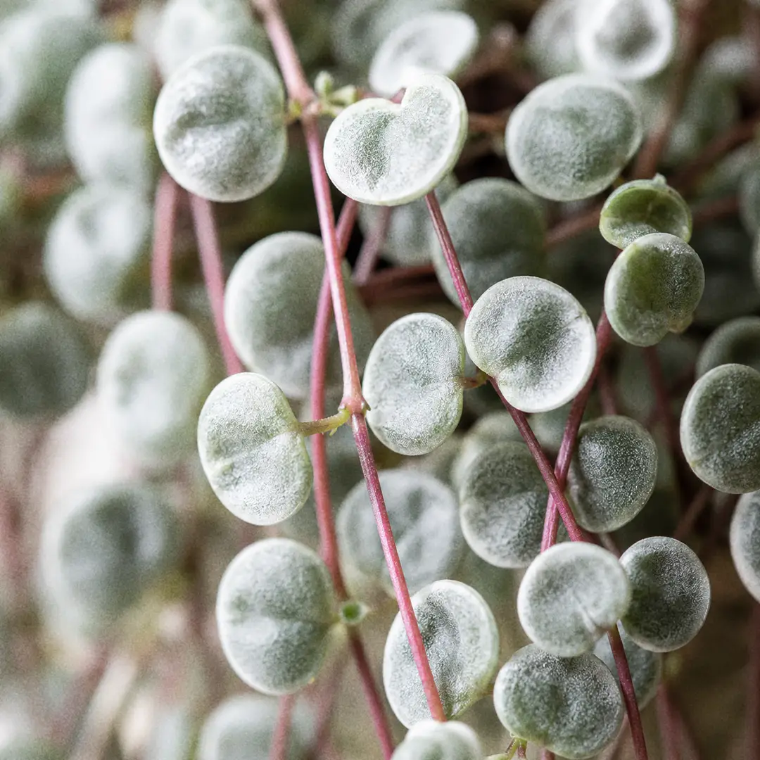 Macro close-up of Silver Sparkle Pilea showing tiny rounded silver-blue leaves dusted with a metallic sheen on thin pink-red stems