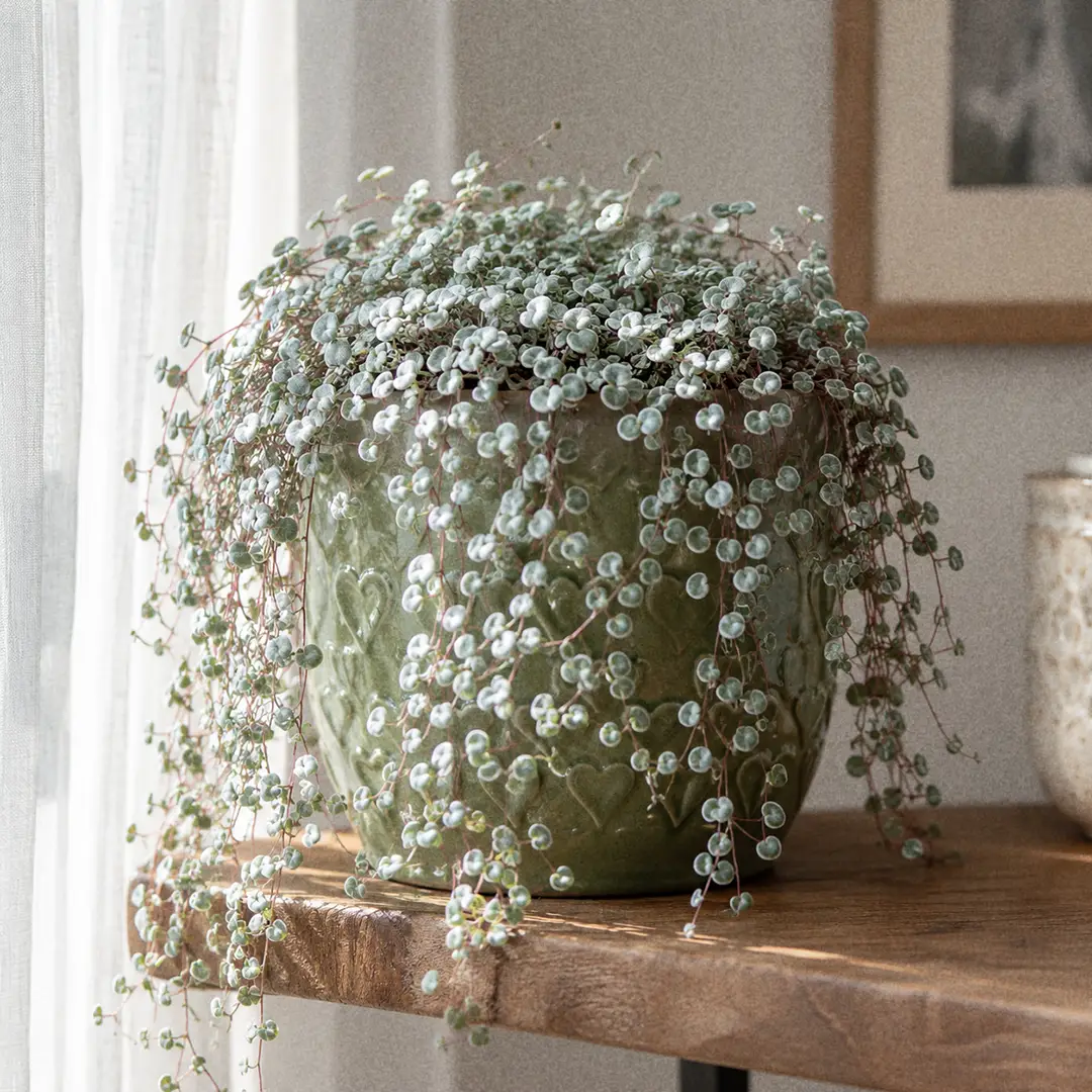 Silver Sparkle Pilea