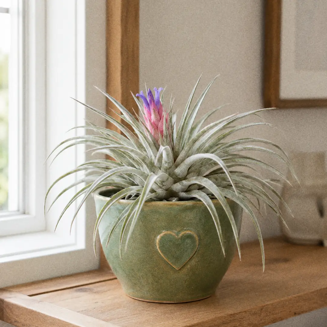 Sky Plant