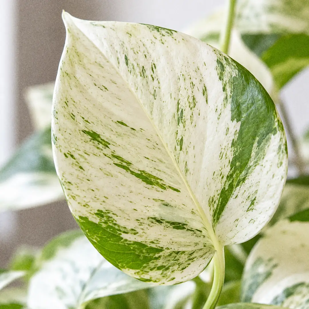 A macro close-up of a Snow Queen Pothos leaf showing the heavy snow-white variegation with fine green streaking against a pale base