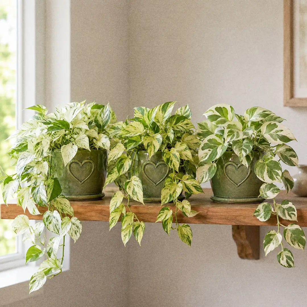 Three trailing Pothos cultivars side by side on a wooden shelf: Snow Queen Pothos, Marble Queen Pothos, and Manjula Pothos, each in matching green ceramic pots with a heart motif