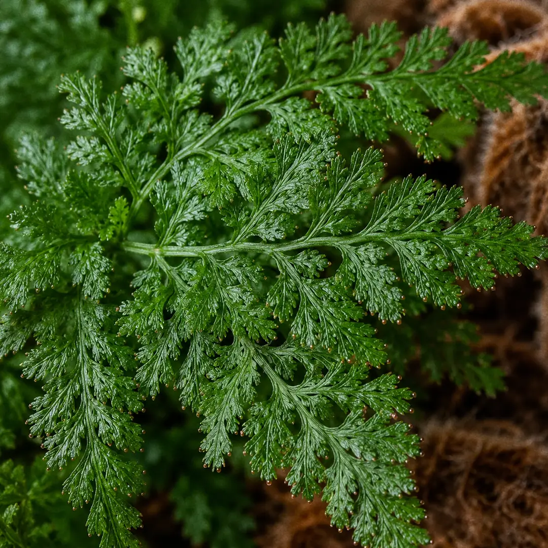 A macro close-up of Squirrel's Foot Fern foliage filling the frame, showing a small triangular frond divided three times into tiny finely cut glossy dark green leaflets with a firm leathery surface catching soft window light, sharply focused with the furry rhizome and other fronds blurred behind