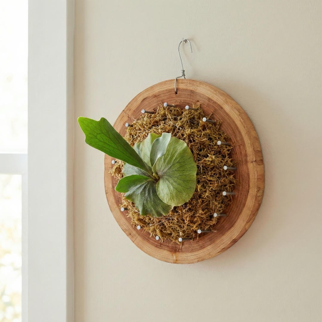 A freshly mounted staghorn fern hanging on a white wall, showing the finished result of the mounting process.