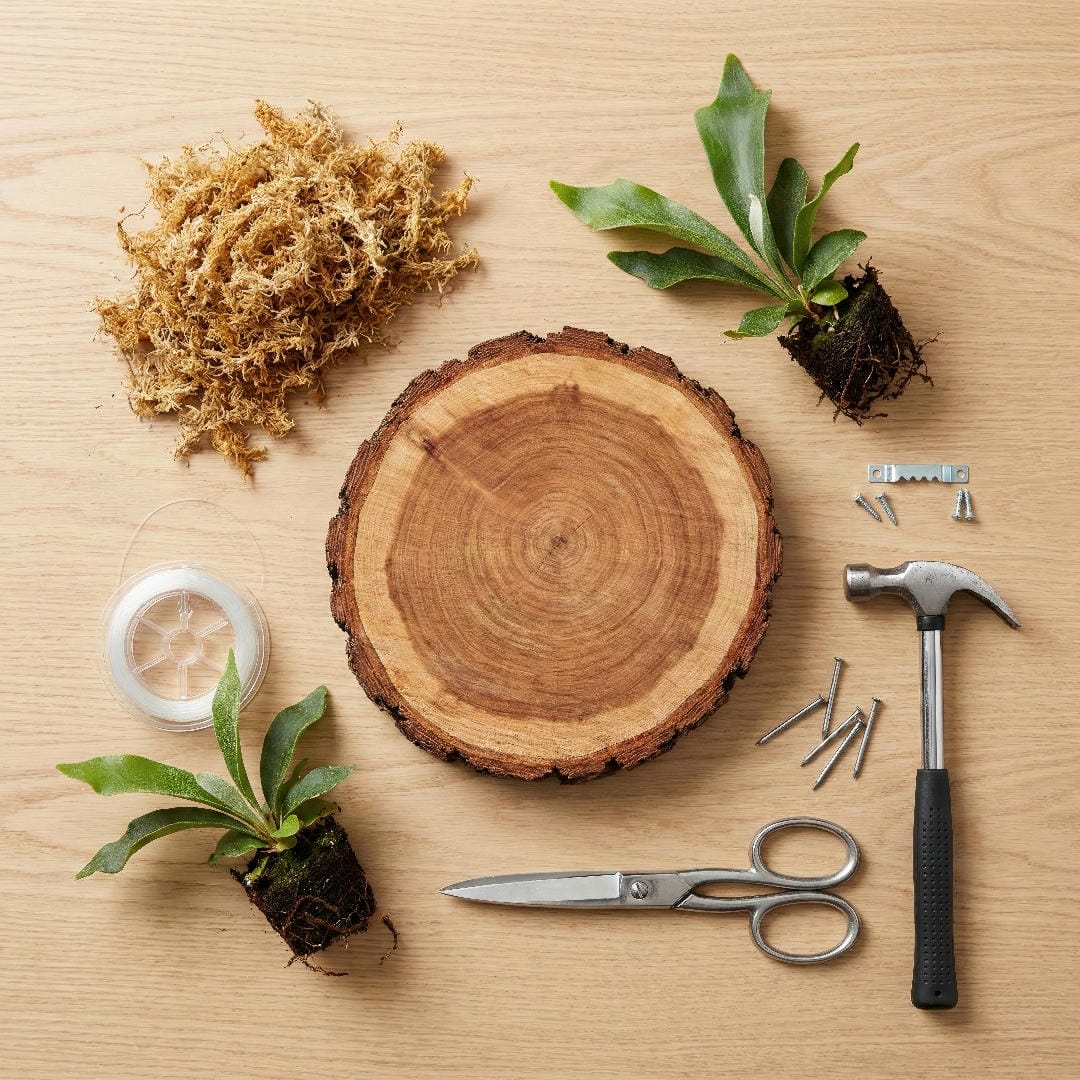 How to Mount a Staghorn Fern: A Modern Step-by-Step Guide