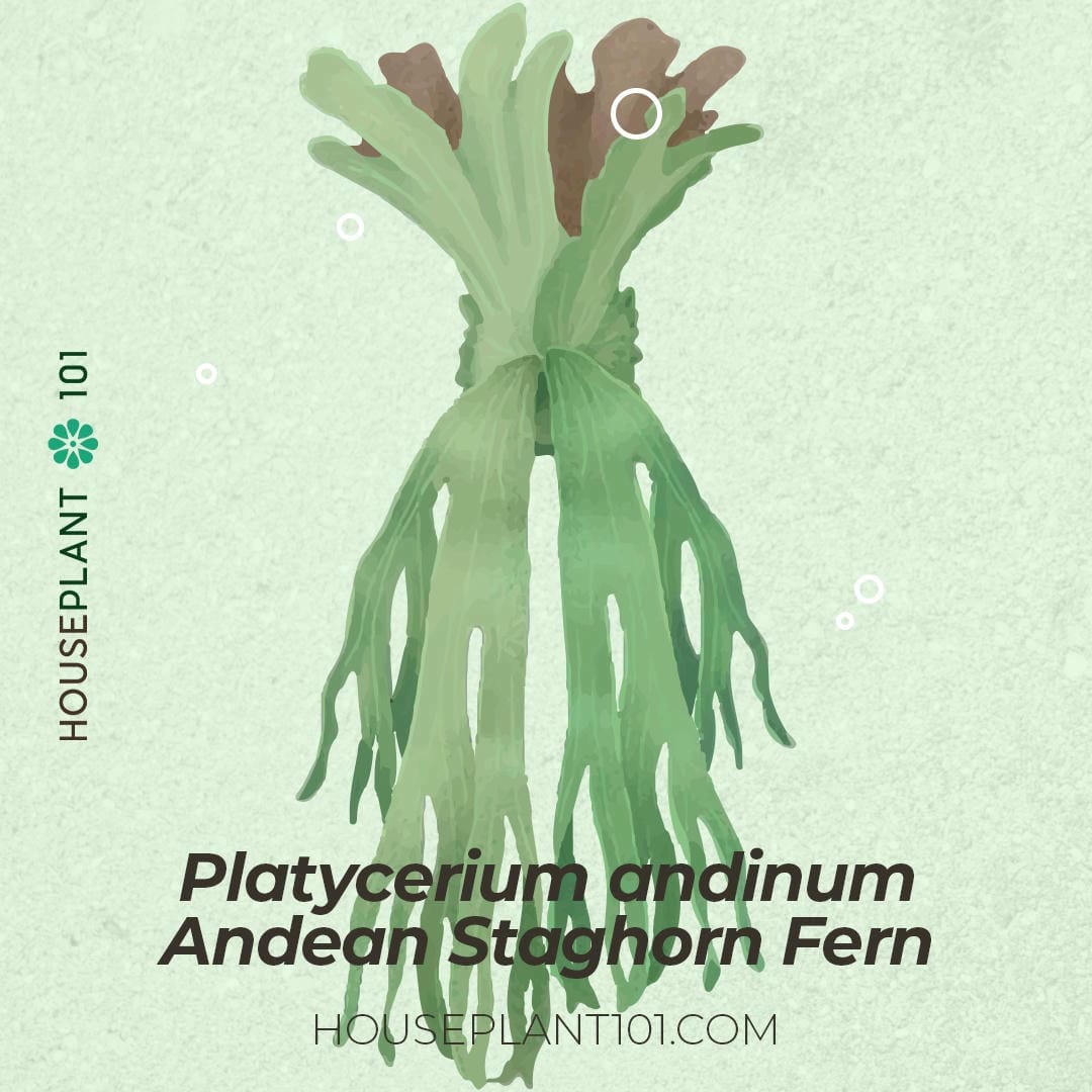 Platycerium andinum (Andean Staghorn Fern) growing in its natural habitat