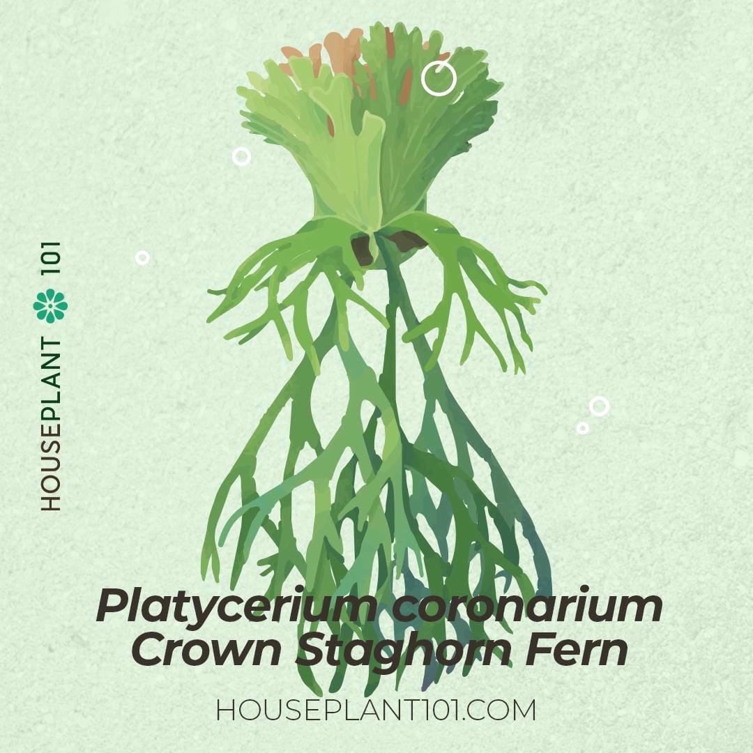Platycerium coronarium (Crown Staghorn Fern) with long ribbon-like fronds