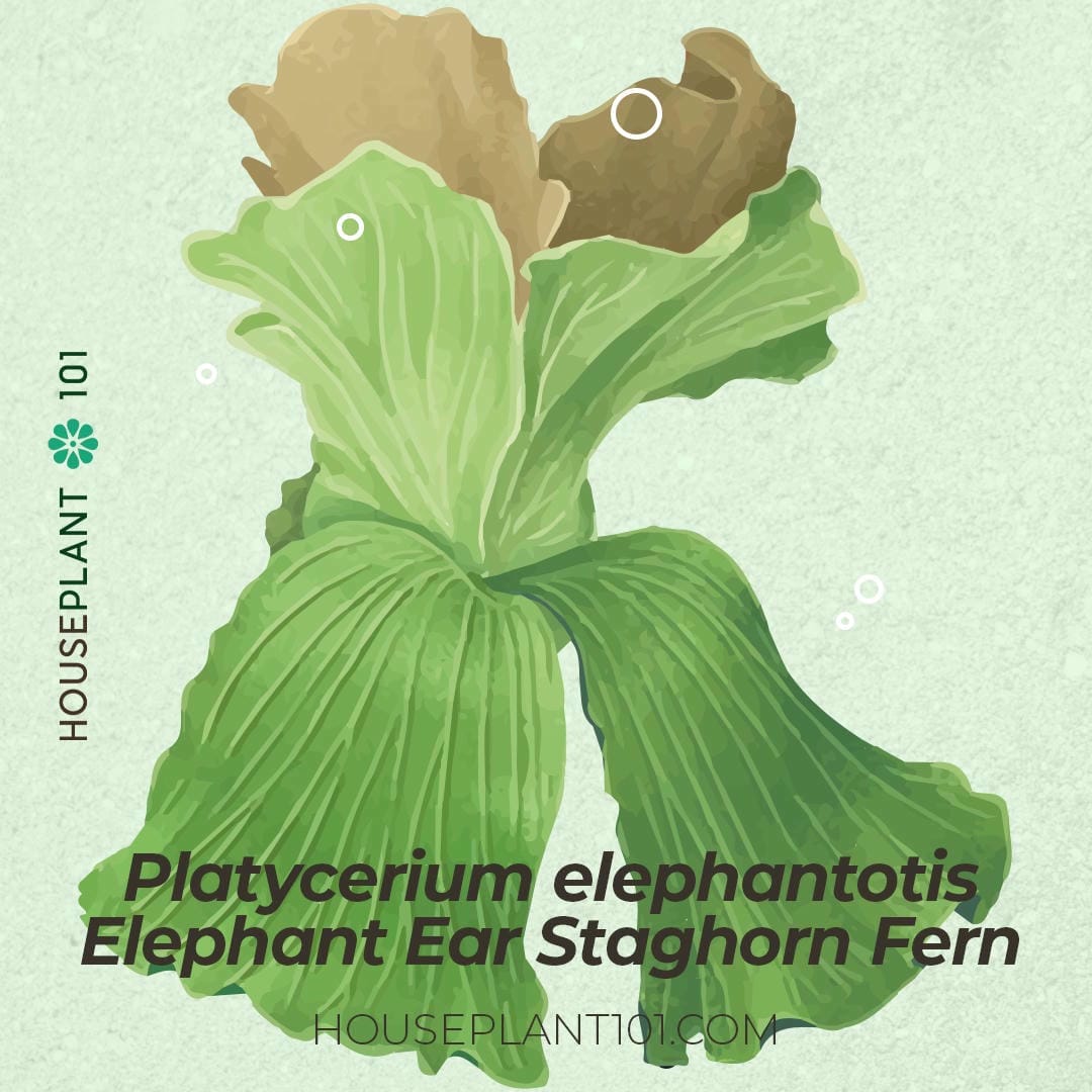 Platycerium elephantotis (Elephant Ear Staghorn Fern) with large shield fronds