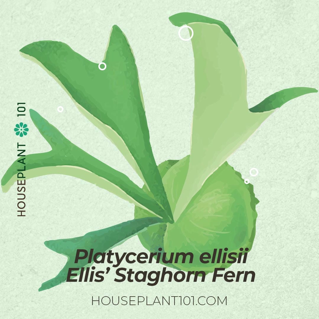 Platycerium ellisii (Ellis’s Staghorn Fern) with narrow lobed fronds