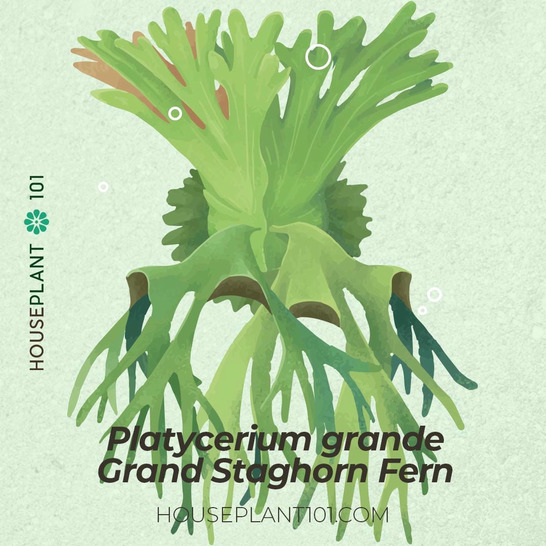 Platycerium grande (Grand Staghorn Fern) with cascading fertile fronds