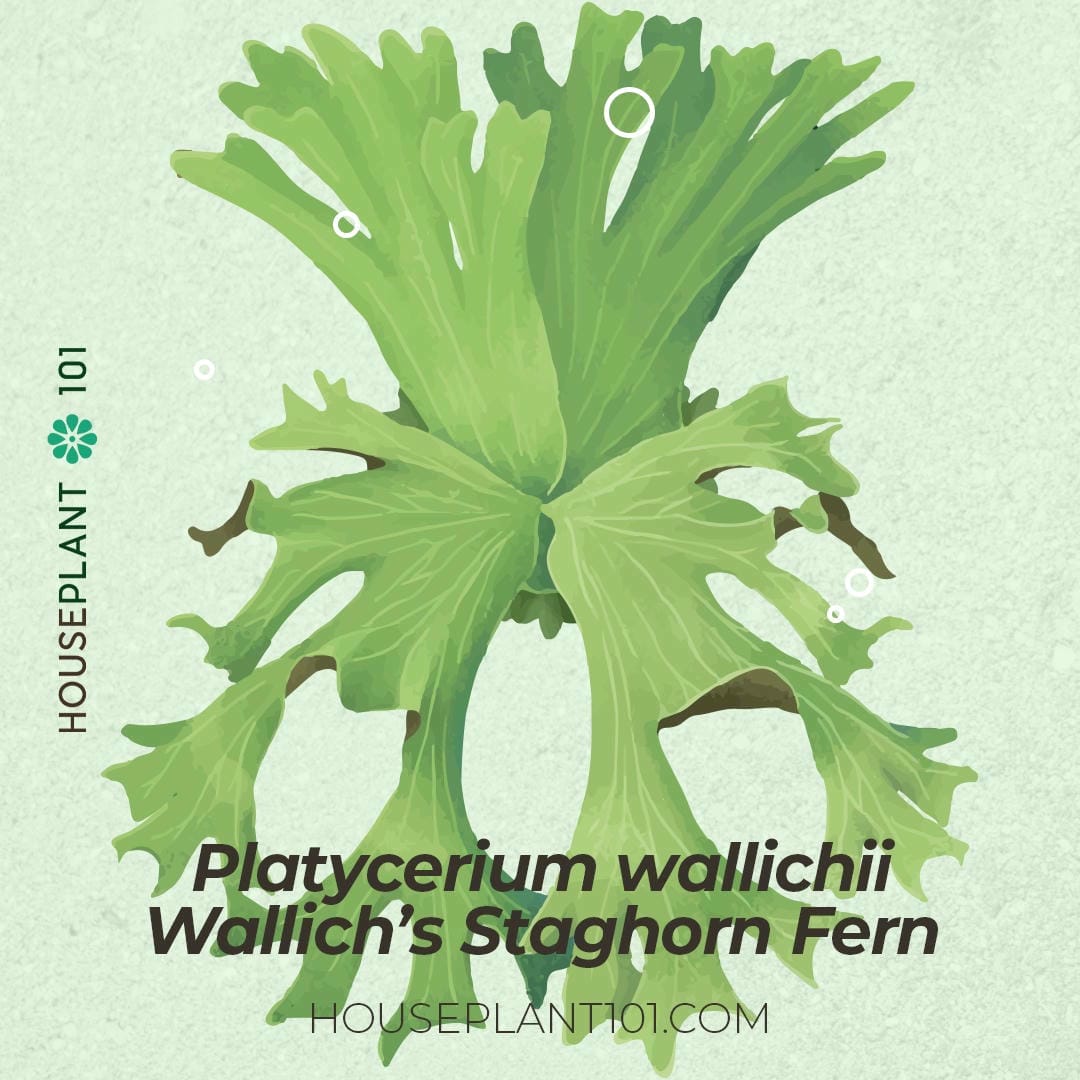Platycerium wallichii (Wallich’s Staghorn Fern) with long, arching fronds
