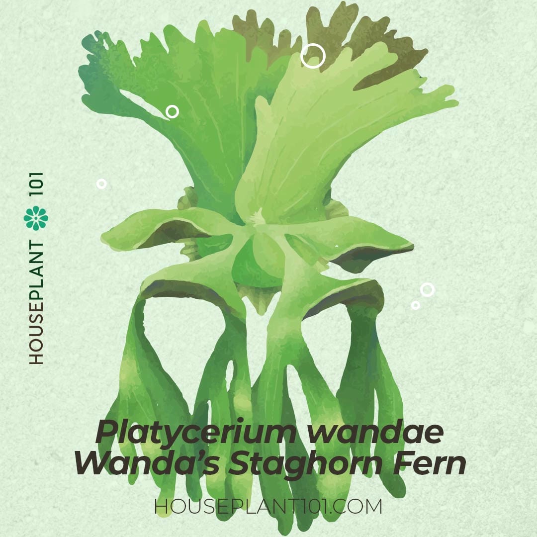 Platycerium wandae (Wanda’s Staghorn Fern) with giant, upright fronds