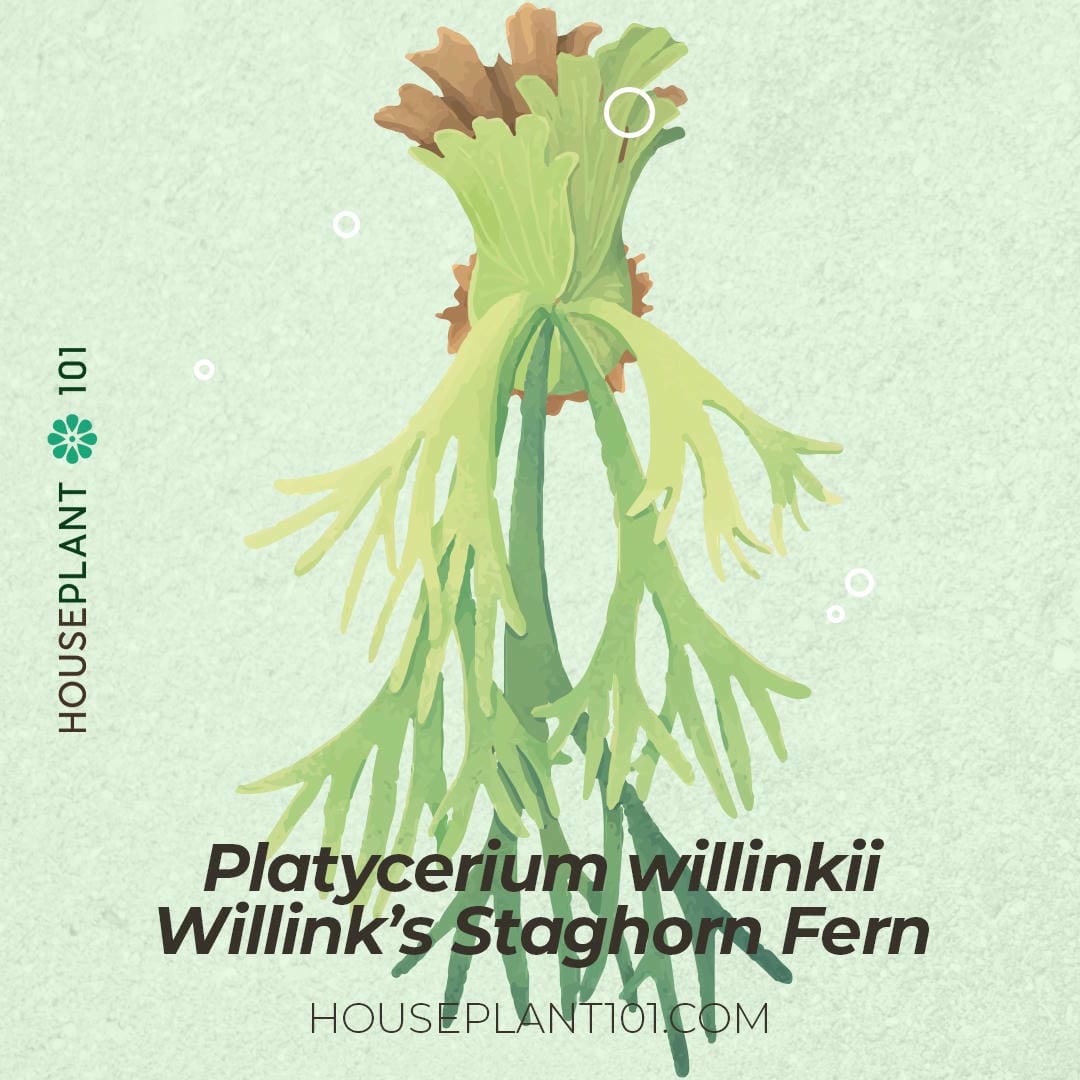 Platycerium willinckii (Willinck’s Staghorn Fern) with deeply forked fronds