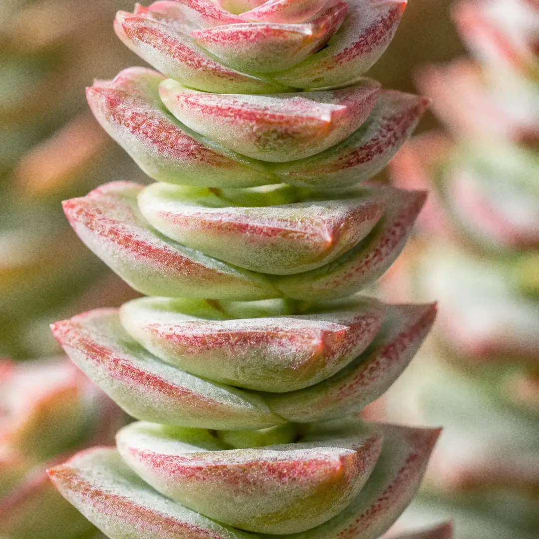 A macro close-up of a String of Buttons stem showing triangular gray-green leaves stacked in a tight spiral around the stem, each leaf edge blushed pink to red, with soft window light catching the powdery leaf surfaces