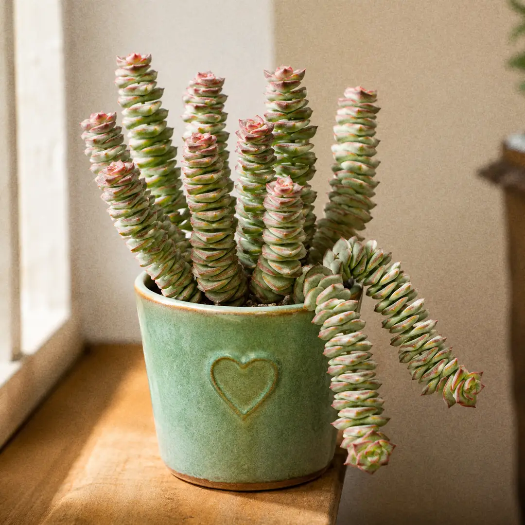 String of Buttons