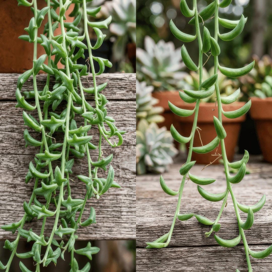 A side-by-side comparison illustrating a String of Dolphins next to a String of Bananas.