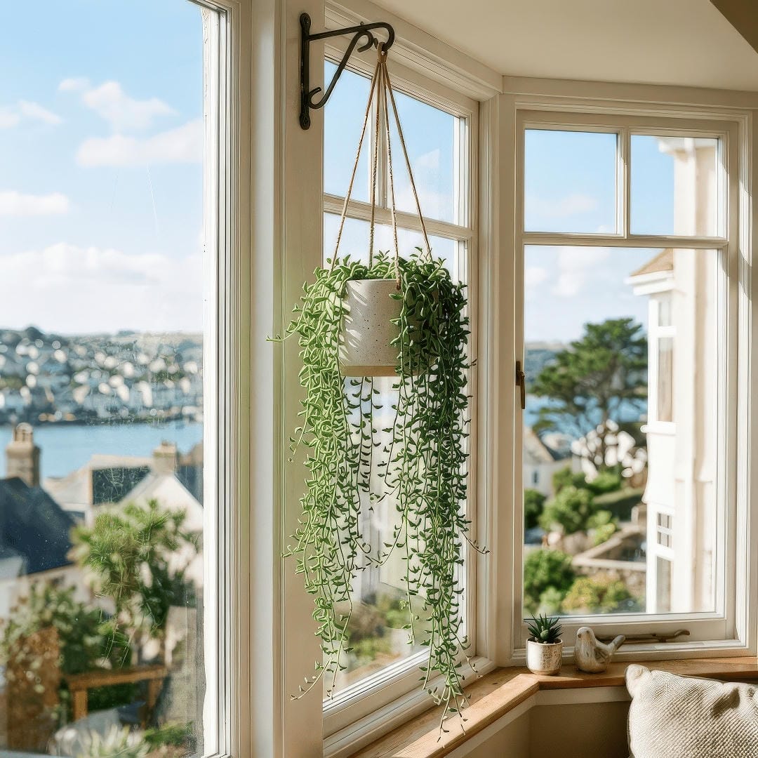 A stunning String of Dolphins trailing generously from a minimalist ceramic pot hung elegantly in a sunny bay window.