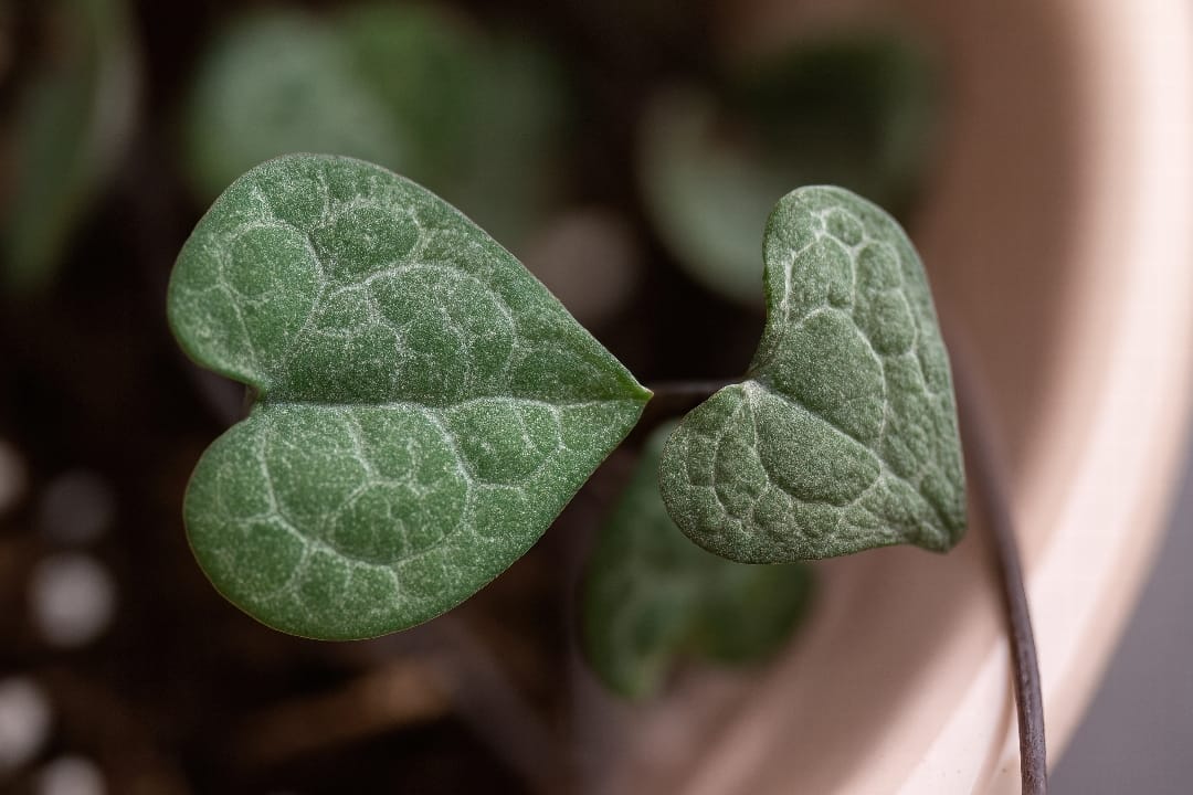 A close-up comparison of a healthy, firm String of Hearts leaf next to a shriveled leaf.