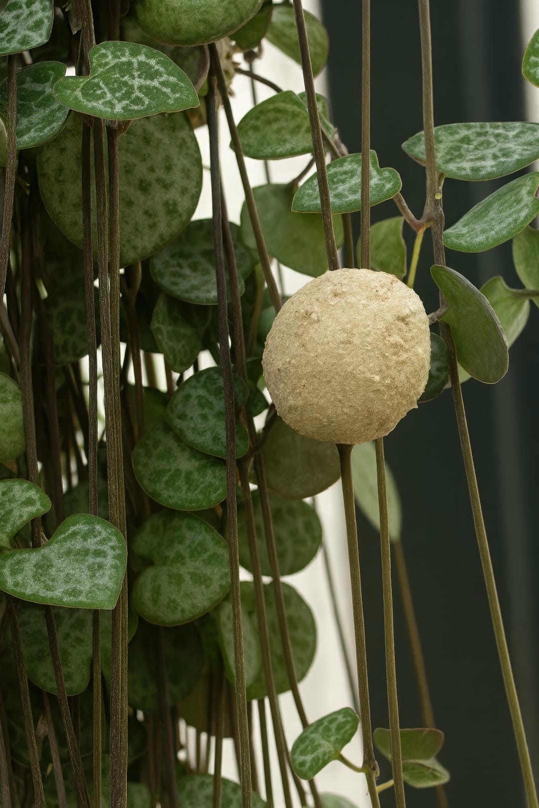 A close-up shot of a String of Hearts vine showing the small, round tubers forming along the stem.
