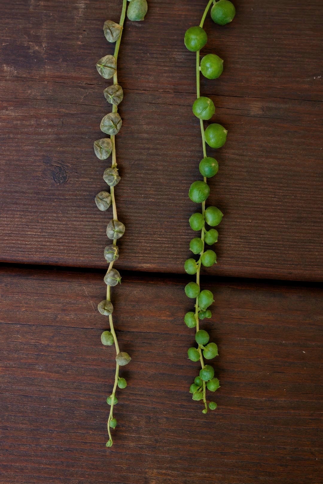A close-up image showing the shriveled, deflated appearance of underwatered String of Pearls.
