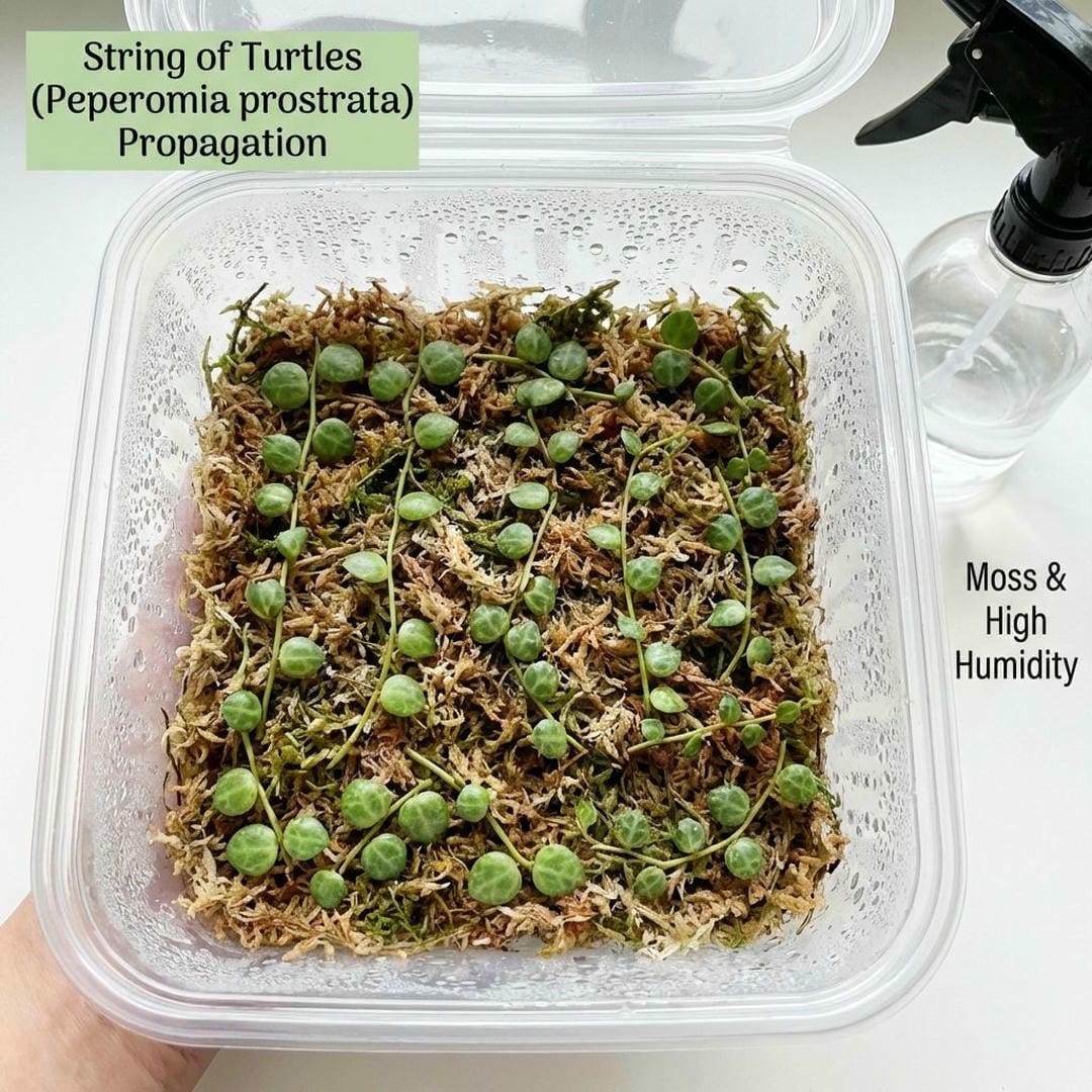 String of Turtles cuttings laying on soil