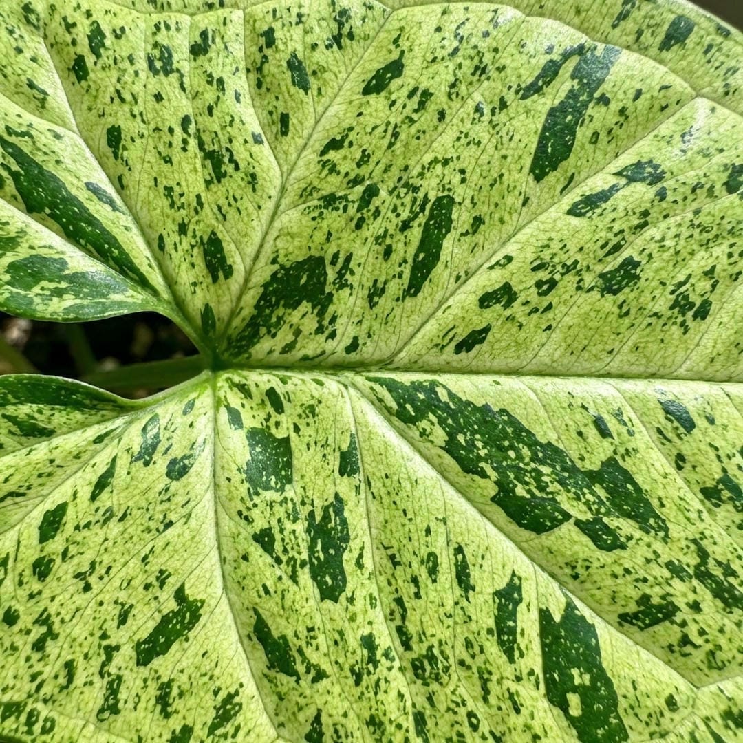 Macro close-up of the mottled Syngonium Mojito leaf pattern