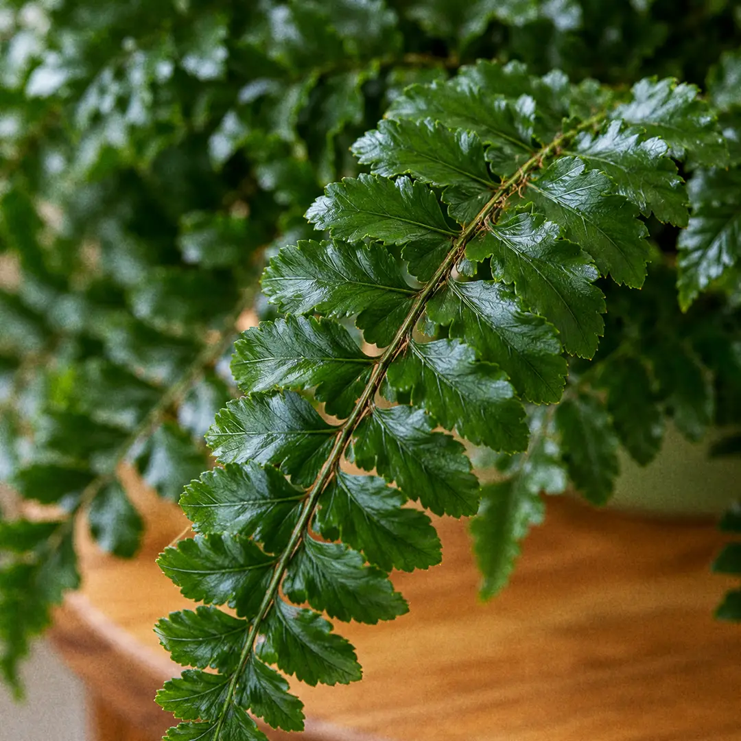 A close-up showing the glossy, twice-pinnate, lacquered dark green mature fronds of a Tassel Fern arching outward, with the small finely-cut pinnae catching soft window light and pale tan hair-scales visible along the central rachis