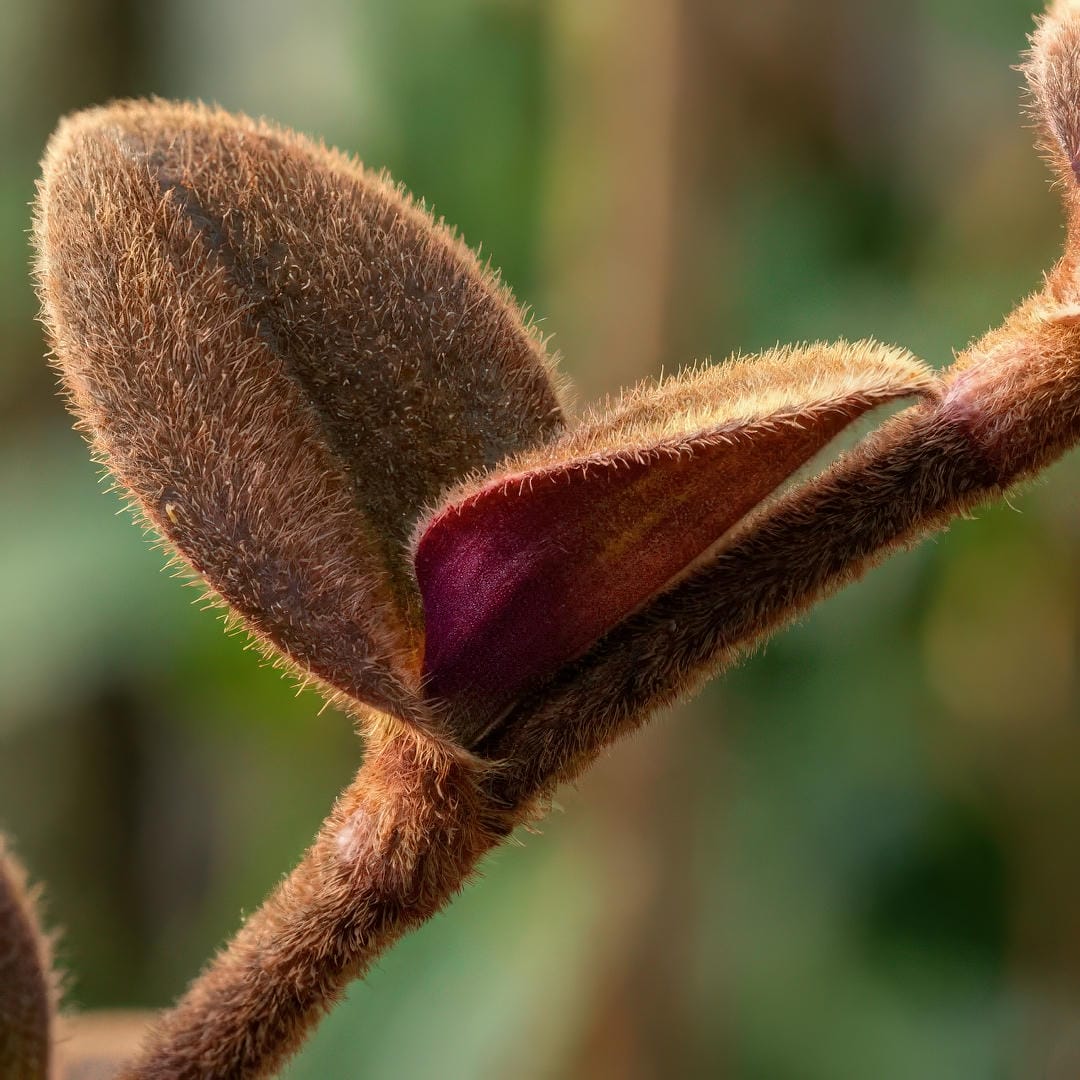 Extreme close-up of Teddy Bear Vine fuzzy leaves showing the dense chocolate-brown hair covering