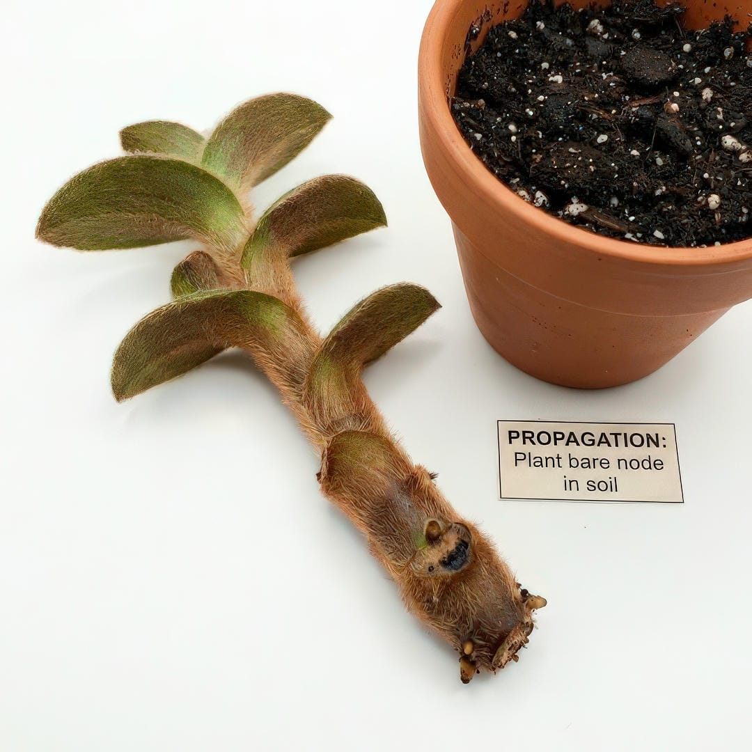 Teddy Bear Vine stem cutting showing nodes for propagation