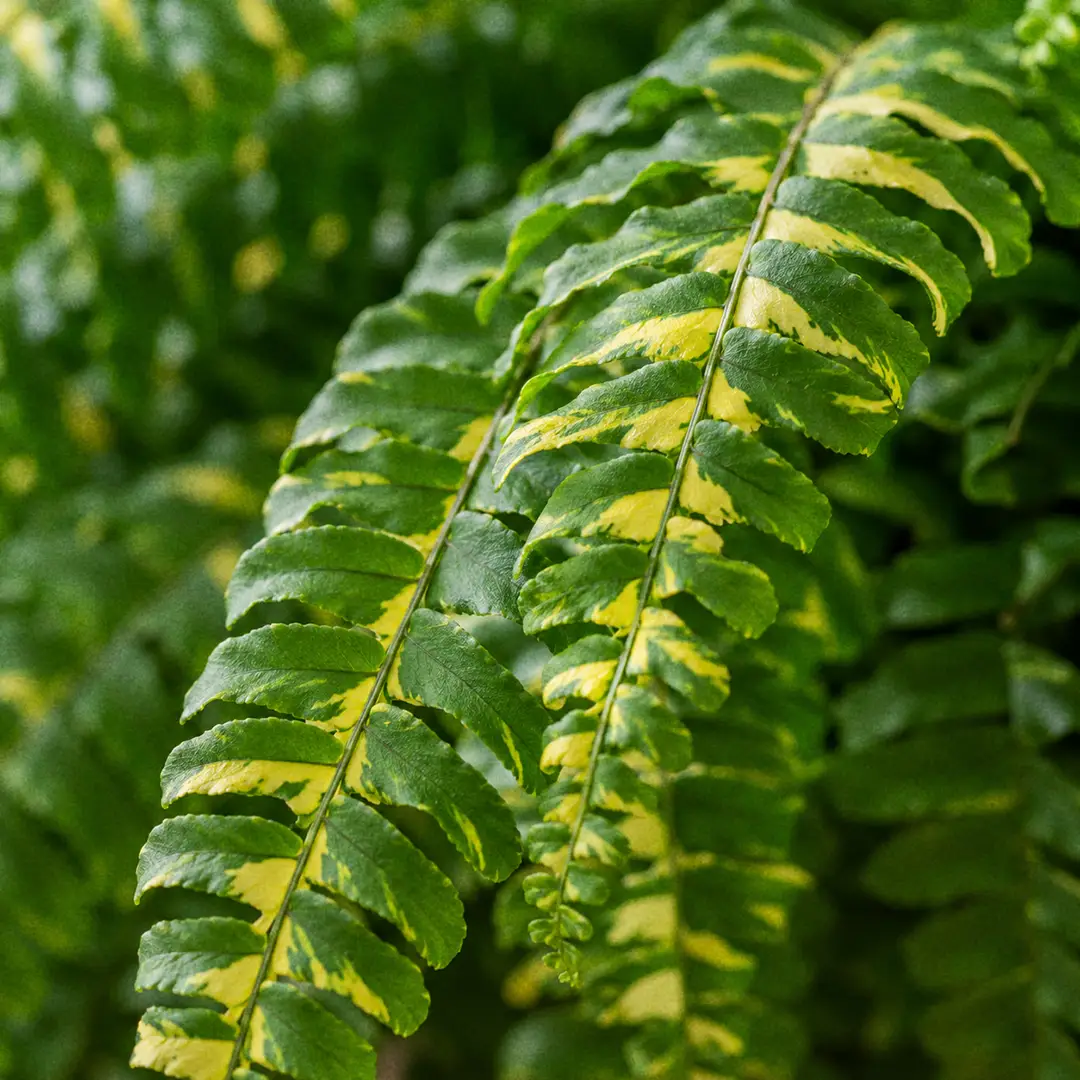 A macro close-up of a Tiger Fern frond showing the random gold and yellow banding striped across the green leaflets