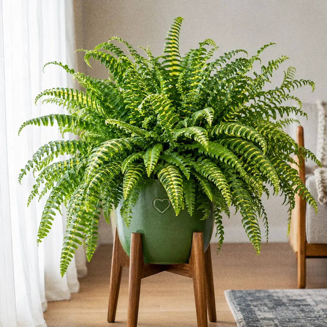 Complete Guide to Tiger Fern Care and Growth
