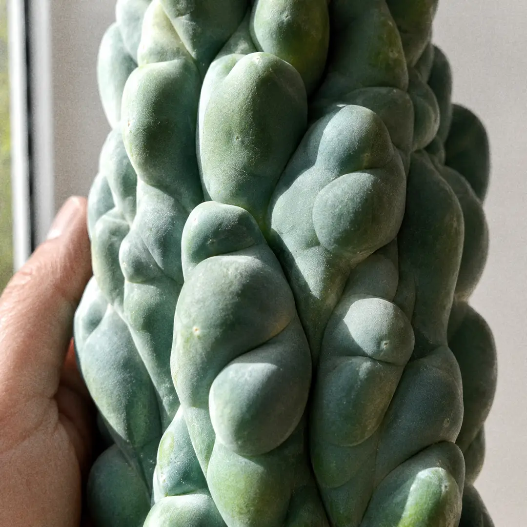 A macro close-up of a spineless Totem Pole Cactus column showing the irregular rounded knobs, soft vertical folds, and smooth blue-green skin with no spines or areole bristles