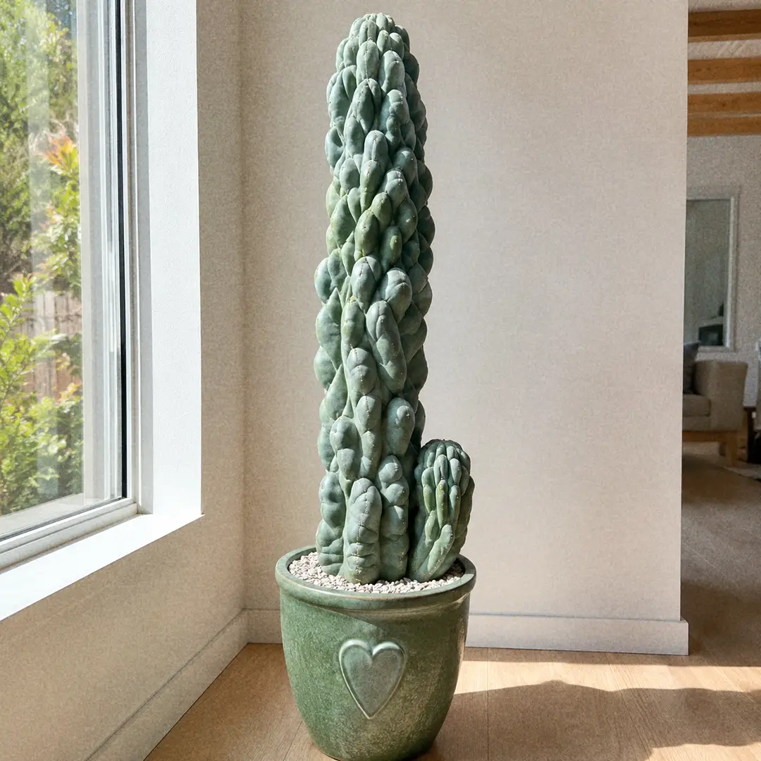 Complete Guide to Totem Pole Cactus Care and Growth