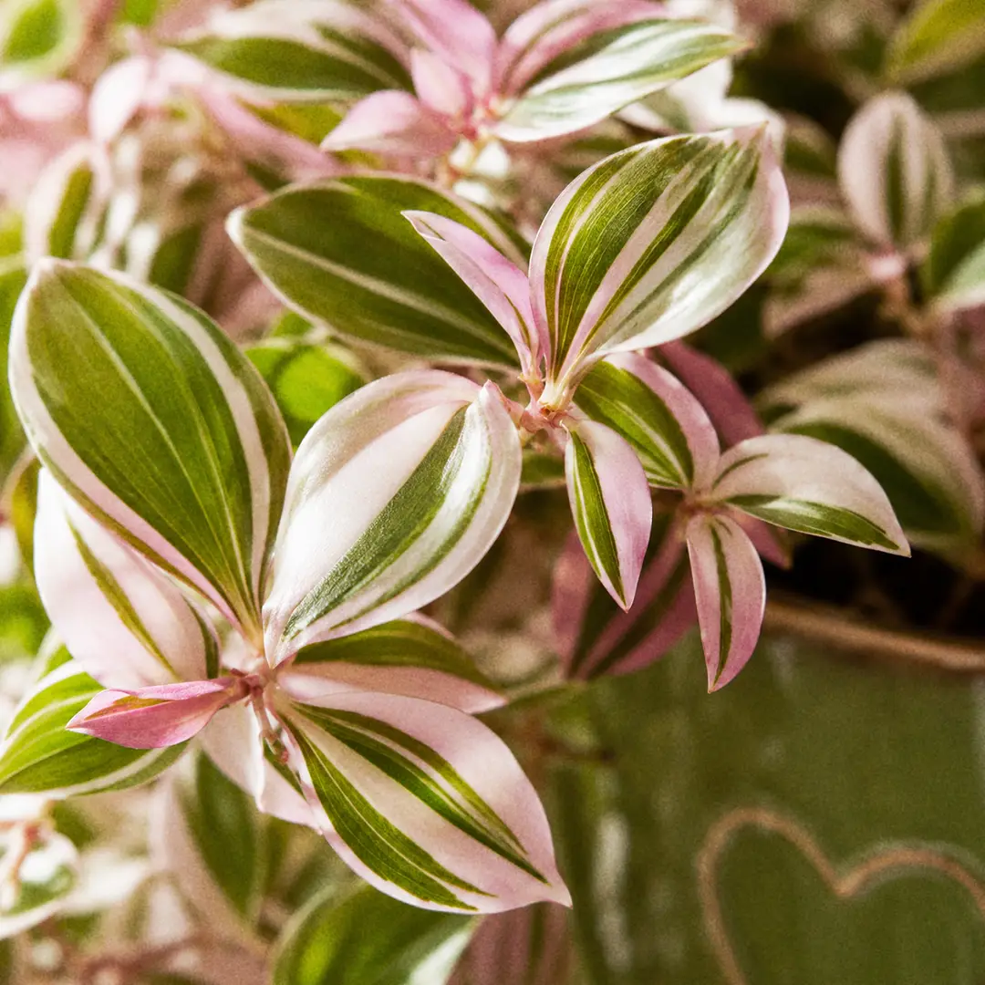 A macro close-up of Tradescantia Fluminensis Tricolor leaves showing cream, soft pink, and green longitudinal stripes with a glossy surface